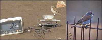 Autumn migrating passerines at a desert edge: Do birds depart for migration after reaching a threshold fuel load or vary it according to the rate of fuel deposition?